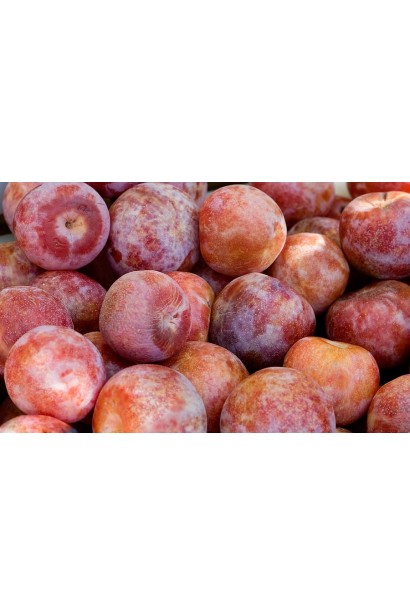 Сбор урожая гибрида Черрикос в августе.